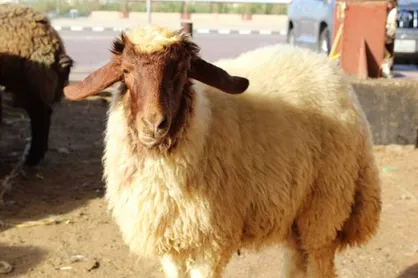 خروج بدون مجوز دام زنده از استان&zwnj;ها قاچاق محسوب می&zwnj;شود