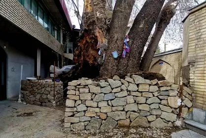 حفاظت از درخت کهنسال مسجد جامع برغان/ آغاز فوری پروژه احیای میراث طبیعی البرز