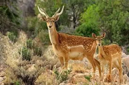 جمعیت گونه&zwnj;های حفاظت شده در خلخال ۱۵ درصد افزایش پیدا کرد