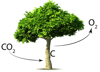راکتوری جدید برای تبدیل دی اکسیدکربن به اکسیژن تولید شد