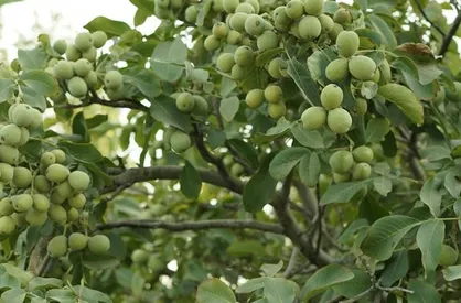 خرید نهال گردو و نهال بادام با قیمت فروش ارزان از نهالستان رویال نهال