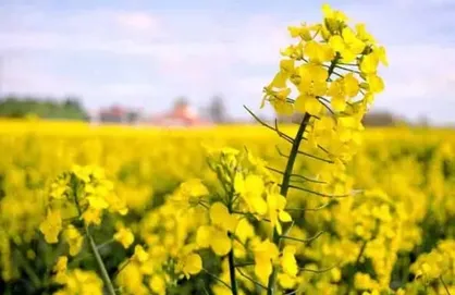 نرخ پیشنهادی خرید تضمینی کلزا ۱۵ هزار تومان اعلام شد