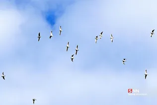 سااث