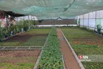 صدای پای بهار