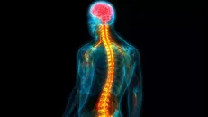 ترمیم سریع‌تر آسیب نخاعی با استفاده از یک داربست نانویی