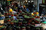 ماهی قرمز و سبزه شب 