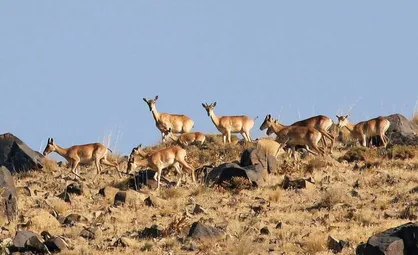 آغاز سرشماری جامع حیات وحش در منطقه حفاظت&zwnj;شده دنا با مشارکت ۱۰۰ محیط&zwnj;بان
