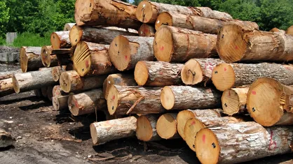 کشف ۱۰ تن چوب قاچاق در محور تویسرکان ـ جوکار