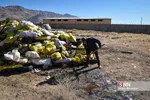 امحاء ۱۸ تن مواد مخدر در شیراز