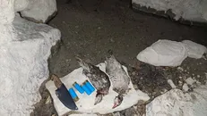 دستگیری شکارچی متخلف پس از ۱۲ ساعت تعقیب محیط‌بانان در ارتفاعات چرام