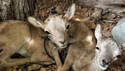 دستگیری متخلف زنده&zwnj;گیری ۲ بره میش وحشی در دماوند
