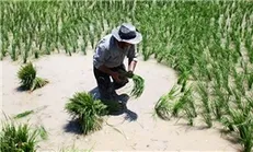 کشت ۲۰۰ هزار هکتار برنج در خوزستان بدون توجه به هشدار ستاد بحران