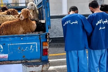 راز قتل چوپان در یافت&zwnj;آباد فاش شد؛ صاحب طویله و همدستش بازداشت شدند