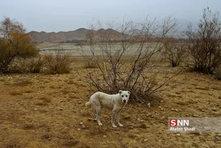 خشک سالی بند عبدل آباد