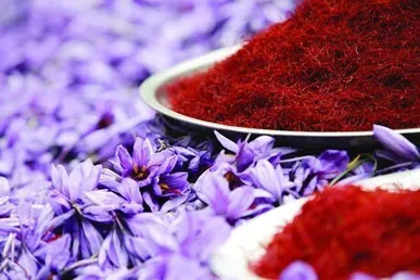 پیش بینی برداشت ۱۱۵ کیلوگرم زعفران از مزارع بروجرد