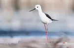435345