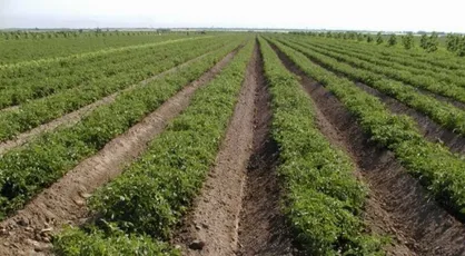 گلستانی&zwnj;ها ۴۰ هزار هکتار بیشتر از الگوی کشت زراعت کردند