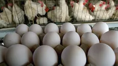 تخم مرغ گران شد/ افراد خاص ۷۰ درصد نهاده کشور را وارد می‌کنند
