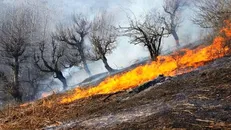 مهار شدن آتش‌سوزی در ۲ هکتار از اراضی ملی آمل