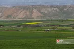 کلزا