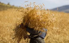 ۹۳ درصد مطالبات گندمکاران پرداخت شد/ رشد ۷ درصدی خرید تضمینی
