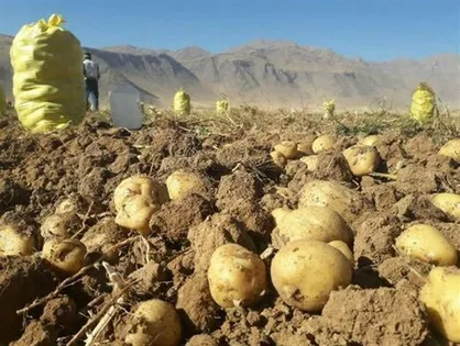 عودت محموله سیب زمینی از ازبکستان تکذیب شد/ عامل برگشت خوردن نخل&zwnj;های صادراتی به قطر