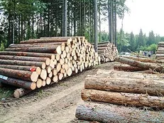 کشف بیش از ۴۰ تن چوب قاچاق در هوراند