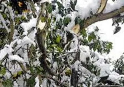 کشاورزان شهریار زمین&zwnj;گیر شدند / خسارت ۱۰۰۰ میلیاردی سرمازدگی به باغات