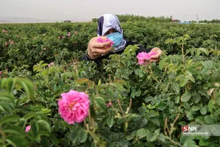  برداشت گل محمدی در قم 