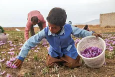 کاهش ۶۰ درصدی تولید زعفران در خراسان رضوی