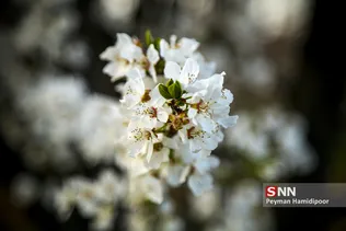 شکوفه های بهاری