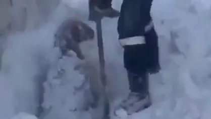 برف یک متری در شهرستان رابر کرمان و گرفتار شدن گوسفندان