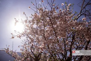 شکوفه های بهاری منطقه مهارلو استان فارس