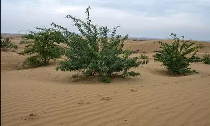 حتی یک متر از زمین&zwnj;های طرح مقابله با بیابان زدایی واگذار نشود / ممنوعیت بذل و بخشش عرصه&zwnj;های منابع طبیعی
