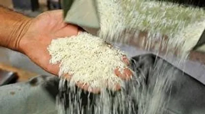 کشف ۲۴ تن برنج قاچاق در شهرضا