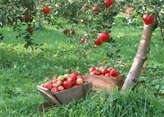 ۵ پروژه ملی احیای باغ‌ها در کشور کدامند؟