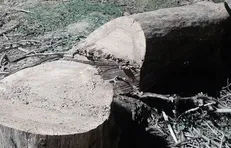 قطع شبانه درختان باغ فاتح کرج/ مطالبه شهروندان برای شفاف‌سازی و پاسخگویی شهرداری