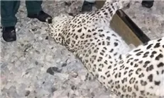 قطار باری جان یک پلنگ را گرفت