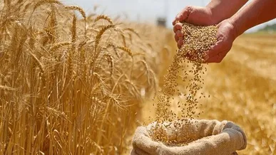 خرید تضمینی گندم به ۲ میلیون و ۳۰۰ هزار تن رسید