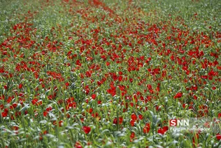 شقایق وحشی