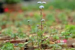 صدای پای بهار