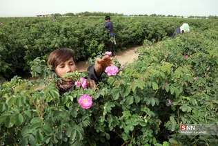  برداشت گل محمدی در قم 
