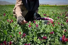 ثروت سبز در معرض نابودی / تیشه به ریشه گیاهان دارویی خراسان شمالی