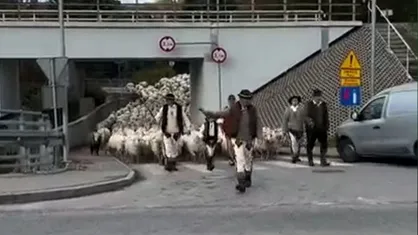 ترافیک گوسفندی در لهستان؛ عبور گله&zwnj;ای بزرگ از گوسفندان از جاده