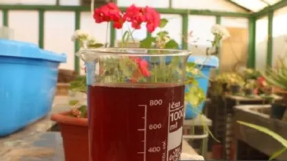 کشت نیمه انبوه گونه جلبک قرمز تک سلولی در اراک صورت گرفت