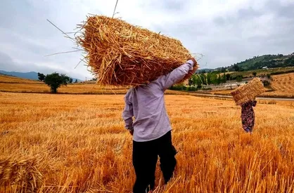 پرداخت ۲۵ هزار میلیارد تومان بابت خرید گندم به گندمکاران