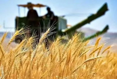 بشرویه جایگاه نخست خرید تضمینی گندم