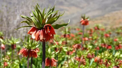 چیدن لاله&zwnj; واژگون و تهدیدات منابع طبیعی