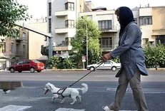 سردار حمیدی: جریمه ۲۰ هزار تومانی سگ‌گردانی بازدارنده نیست