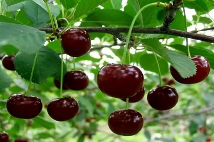 جهش ۴ برابری قیمت میوه از باغ تا مغازه / طمع دلالان بر سفره کشاورزان